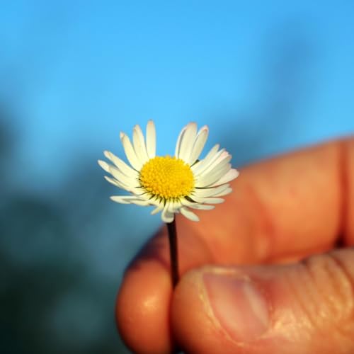 317 &ndash; Keizan's Denkoroku Chapter 1: Mahakashyapa's Smile Podcast Por  arte de portada