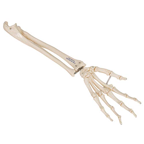 3B Scientific A40/3R Loose Right Hand Human Skeleton with Ulna and Radius