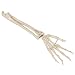3B Scientific A40/3R Loose Right Hand Human Skeleton with Ulna and Radius