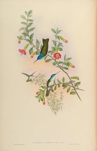 Peinture sur toile oiseau cyanomyia John Gould pour habiller un grand mur vide
