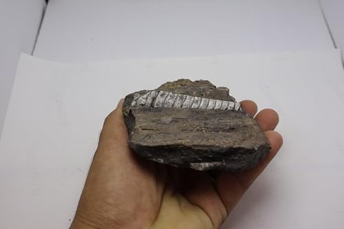 Image of Natural Orthoceras Fossil from Devonian Period Fossil from Morocco A309