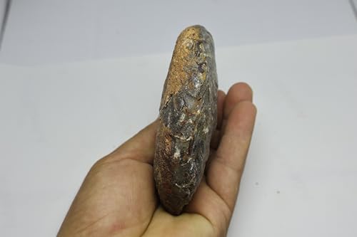 Image of Ammonite Fossil Cretaceous Fossils Fossils from Morocco Fossil Rock Ammonites Fossil A301