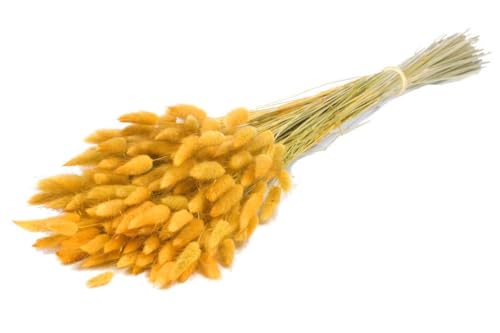 Lagurus ovatus jaune 30 tiges pour loisirs créatifs et bouquets DIY