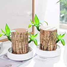 Hybrid brazilian wood plant (pack of 2pis) (B0DH55QJCF) Amazon Price History, Amazon Price Tracker