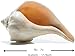 Conch Shell Decor - Seashell Decor - 7-8