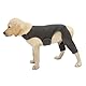 Hundebody Nach Op Body Hund, Wundschutzanzüge für Hunde, Anti-Wundlecken Op Mit Bein, Kniebandage Hund Hinterbein Genesungsanzug für Hundekragen Alternative Schutz Bodysuit (Schwarz, L)