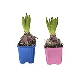 Mix de colores. Bulbos de Jacintos para Jardín Pack de 2 Unidades Bulbos Hyacinthus