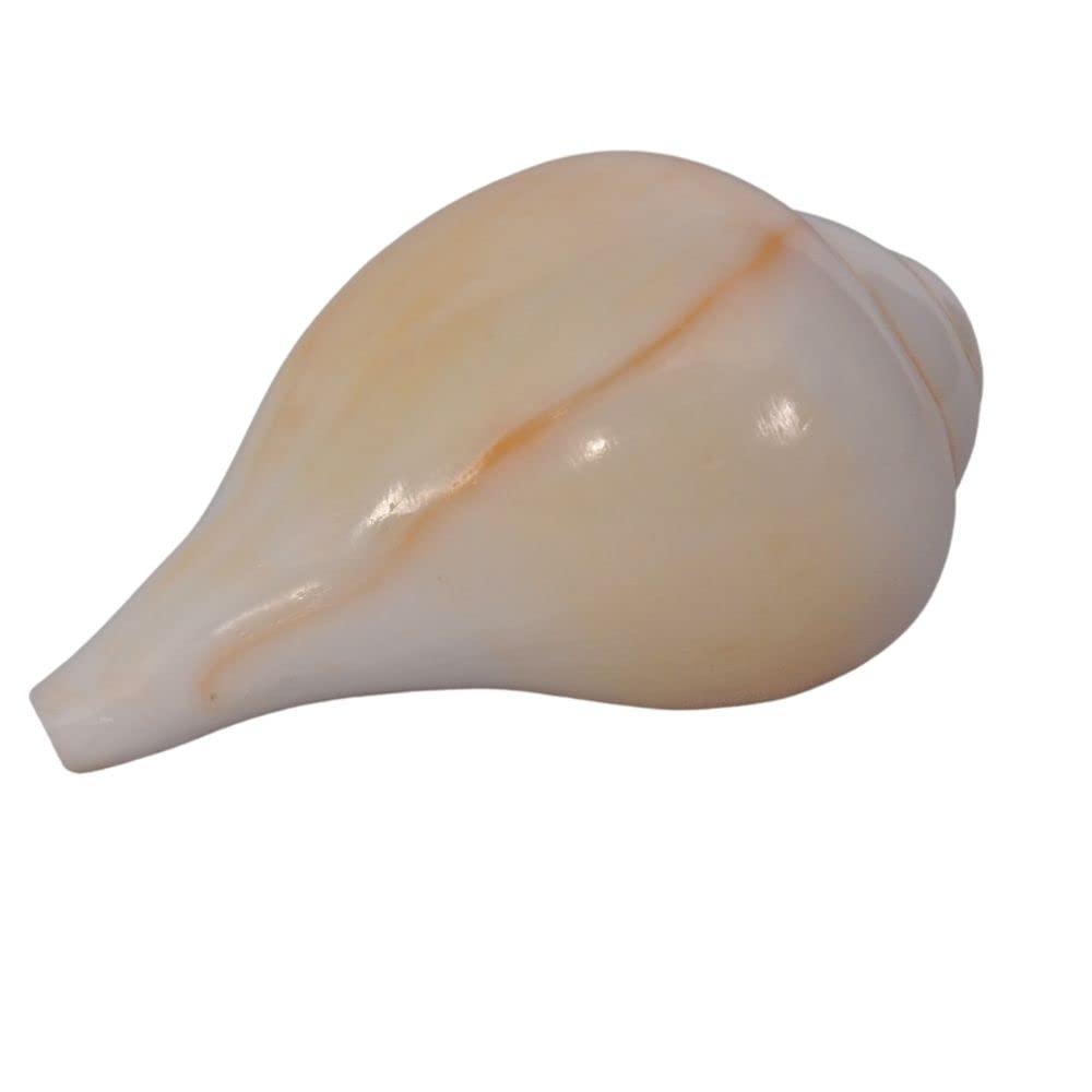 Indian Collectible Indian Blowing Shankh for Pooja | Blowing Shankh Original | Blowing Sangu | Blowable Conch Shell (Blasender Schaft, 10,2 cm)