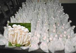 ND PLANT BAZAR milky mushroom spawn seeds (200gm) 1 packet ND056 (B0CPQ383D1) Amazon Price History, Amazon Price Tracker