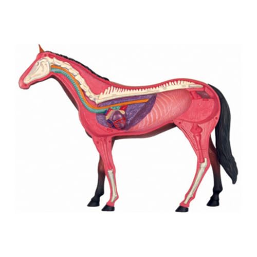 Modèle d'anatomie de cheval éducatif pour comprendre le corps des animaux sans écran - 6