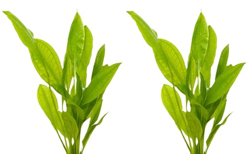 WASSERPFLANZEN WOLFF - 2 Bunde schöne Breitblättrige Amazonas-Schwertpflanze/Echinodorus bleheri, Große Amazonasschwertpflanze Aquarium Klassiker Hintergrund Solitärpflanze