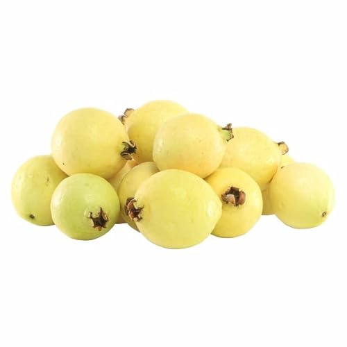 Fresh Baby Guava Fruit, Sweet Aromatic Mini Guavas, Tropical Fresh Whole Fruit Rich in Vitamin C & Fiber, Perfect for Juices, Smoothies, Snacking & Desserts, Naturally Ripened Premium Quality Produce, [ 32 oz , 2 lb ]