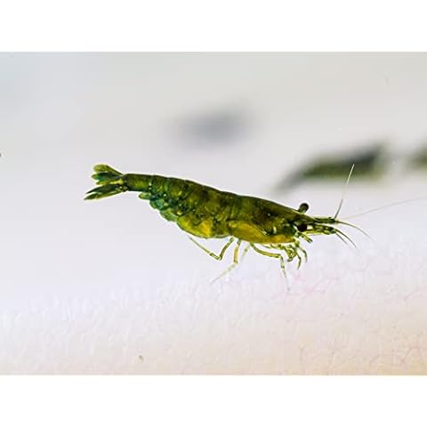 Forest Aquatics 10 x Green Jade Cherry Shrimp | Aquarium Live Shellfish | Aquatic Fish Pet Cover