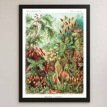 Amazon.co.jp: コケ植物 苔類 図鑑 イラスト アート 光沢 ポスター A3