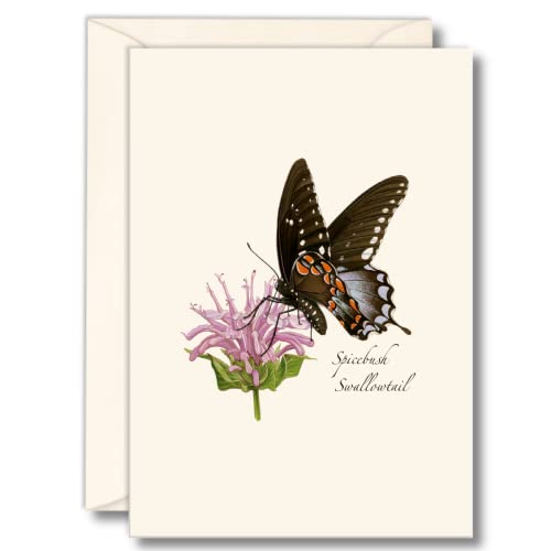 Cartes vierges Earth Sky + Water lot de 8 avec enveloppes pour vos correspondances