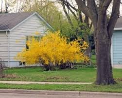 Yellow Burst Forsythia Bush, 1-2 Ft Tall, Bareroot, Set of 2
