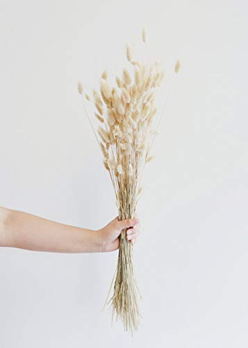 BD Crafts Bunny Tail Natural Dried