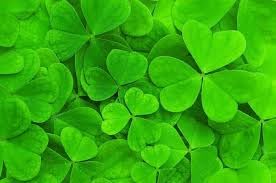 New Fresh 1000pcs Clover Seeds Trifolium dubium Generic