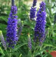 Veronica Moody Blues Starter Plant