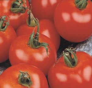 60 seeds of Tomato Moneymaker, Garden Treasures Herb Fruit Vegetable Flowers seeds Grow Your Own Indoor Outdoor