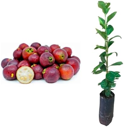 Muda de Araçá Vermelha 20 a 40cm AMK - Plantas Online