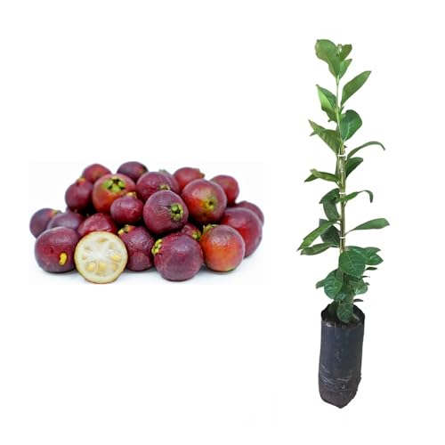 Genérico, Muda de Araçá Vermelha 20 a 40cm AMK - Plantas Online