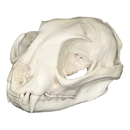Caracal Skull (Teaching Quality Replica)