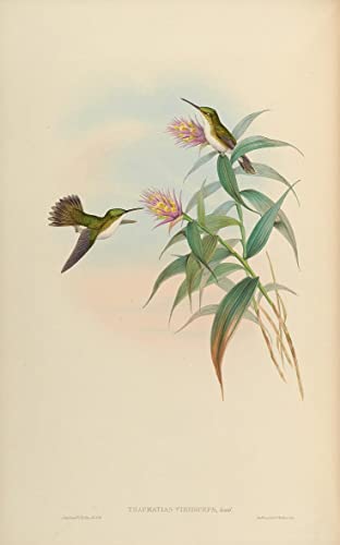 Impresión de imagen de colibrí Amazilia de John Gould de 60x90cm perfecta para regalo