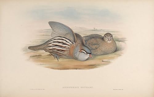 Ammoperdix affiche oiseau John Gould : tableau d'art animalier haut de gamme 60x90
