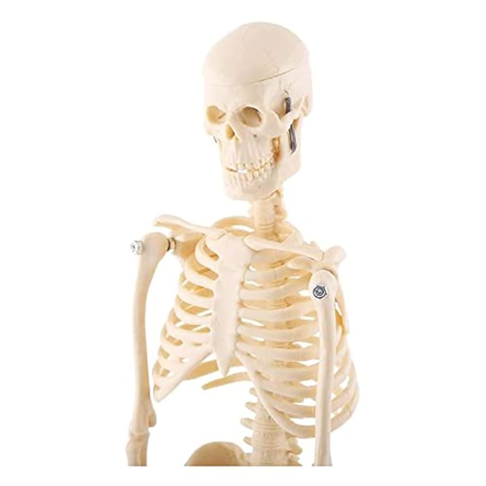 骨格模型　９つセット 31q5niP8rZL.jpg_BO30,255,255,