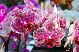 vanda orchid combo 3 pack (B0CCJQ7ZG6) Amazon Price History, Amazon Price Tracker