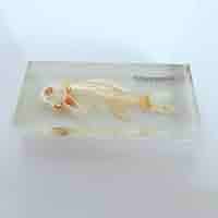 魚の標本 手のひらサイズ 魚の標本 手のひらサイズ 61ZeHPz1PxL._UF350,350_QL80_.jpg