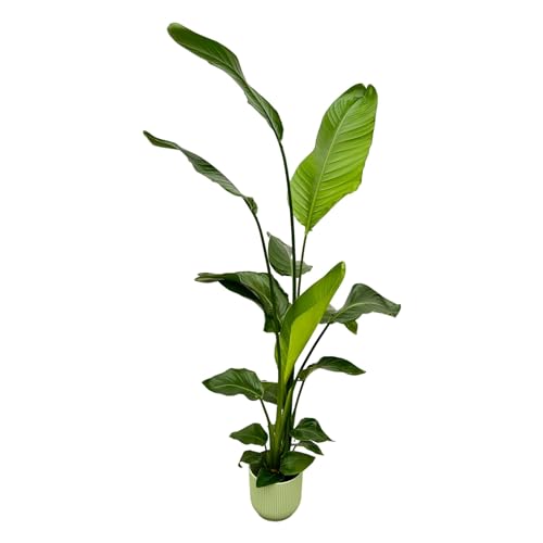 Strelitzia Nicolai incluido Vibes Fold Round verde - 120-130cm - Ø18cm - Planta de interior - Conjunto completo - Planta con maceta
