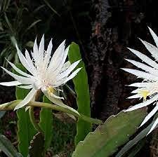 Radny 100pcs graines de plantes Cover