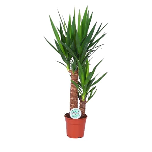 Planta Yucca de 2 Troncos - Decoración Natural y Saludable para tu Espacio
