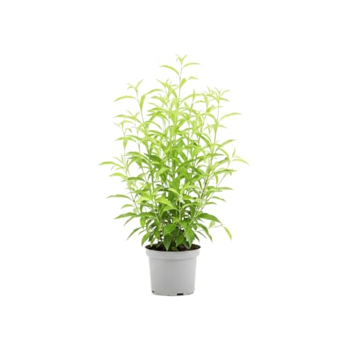 Para Exterior Planta Natural Cestrum Nocturnum Dama de Noche DECOALIVE 17 cm
