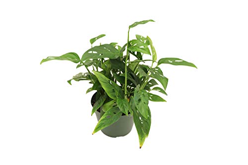 Swiss Cheese Plant - 6'' from California Tropicals