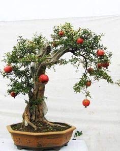 Amazon.com : Pomegranate Bonsai Seeds - 20 Seeds to Grow - Highly Prized  Edible Fruit - Made in USA, Ships from Iowa : Patio, Lawn & Garden