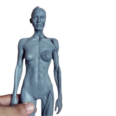 Human Body Musculoskeletal Anatomical Model for Study and Teaching (30CM4)