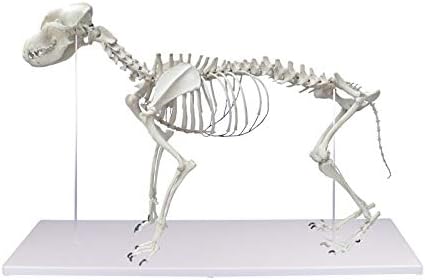 Amazon Co Jp Erler Zimmer エルラージマー社 犬 骨格模型 標本 骨格 関節可動 実物大 獣医学 動物解剖 犬解剖 ドッグ モデル アニマル オステオパシー スケルトン おもちゃ