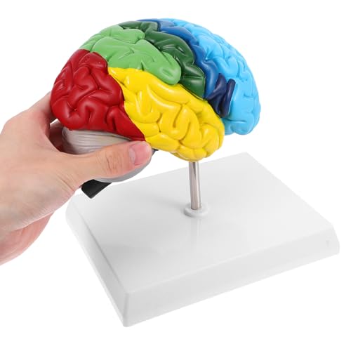 Modèle anatomique cerveau humain lavable pour révisions claires - 4