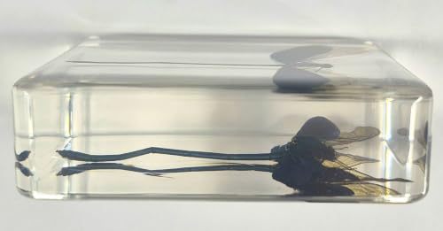 Image of 2.9 inch Real Blue Green Metalwing Damselfly in Crystal Clear Lucite Resin Paperweight Specimen Preserved Neurobasis Kaupi Insect Taxidermy Collection for Biology Science Education & Desk Ornament Display