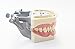 Dental Typodont Model 200 Type Kilgore Nissin Removable Teeth