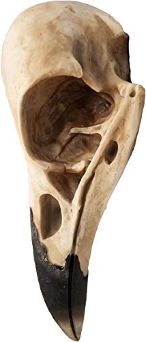 Dwk 15.75-Inch Corvus Faux Taxidermy Raven Skull Bird Of Prophecy Gothic Crow Hanging Wall Sculpture Halloween And Home Decor #TOP1