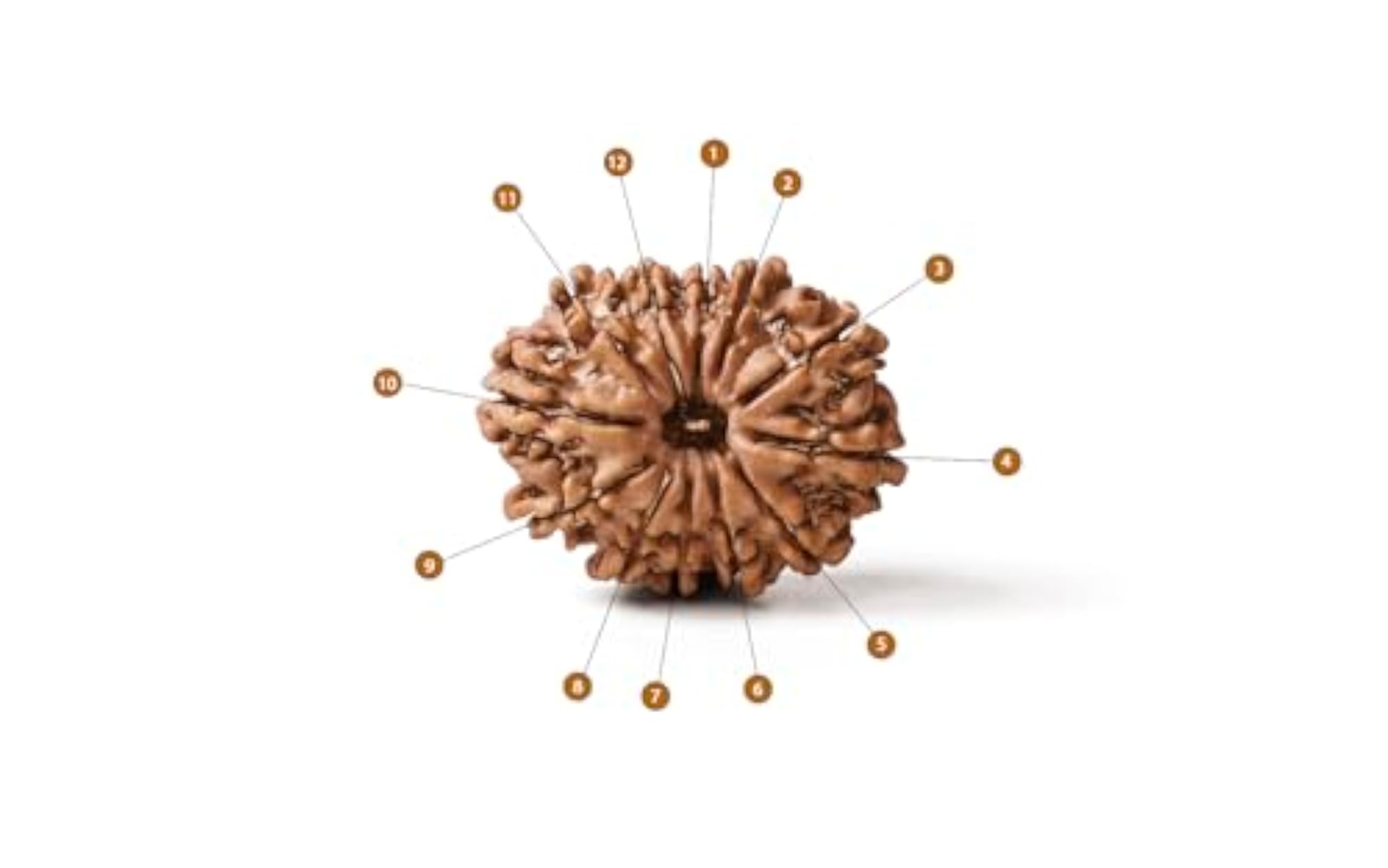 12 Mukhi Rudraksha Bead Without Silver Pendant, Original Nepali