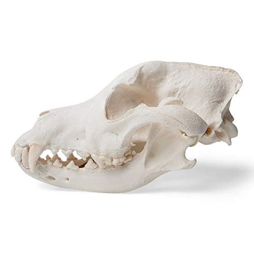Image of 3B Scientific GmbH T30021M Dog Skull, M