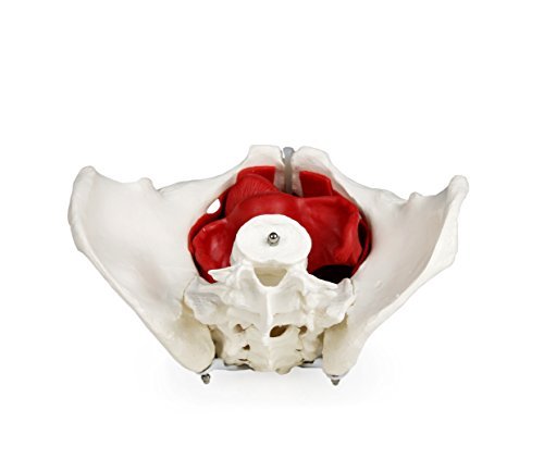 Walter Products B10216 Female Pelvis Model with Organs, Life Size