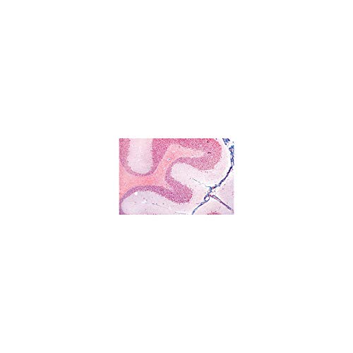 Image of 3B Scientific GmbH W13319 Nervous System-German