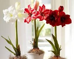 Rishika Amaryllis Lily Flowering Bulbs (Multicolor, 12 Bulbs) | Fragrant Flower Plants Seeds for Home Gardening | Bulbs for Indoor Home Decor | Flowering Bulbs | Fresh Seeds for Flower Pots-image-35