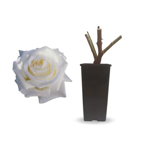 Verdecora Rosal Grandiflora Blanco - Planta Natural con Flor - Rosa Perfumada de plantación (Blanca Pau Casals)